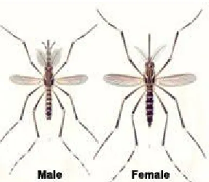 Gambar 2.6 Aedes aegypti jantan dan betina (Sumber: Gandahusada, 2000)