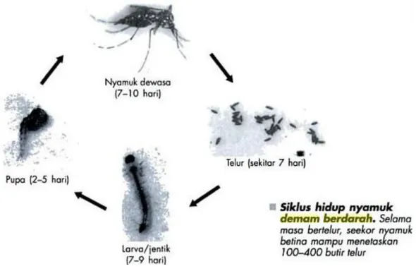 Gambar 2.7 Siklus hidup nyamuk Aedes aegypti (Sumber: Kardinan, 2003)