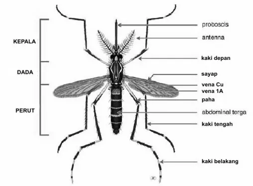 Gambar 2.5 Morfologi nyamuk Aedes aegypti (Sumber: Ginanjar, 2008)
