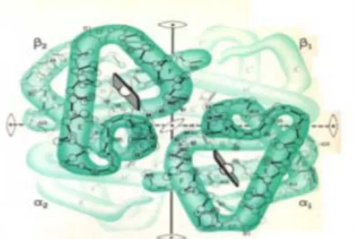 Gambar 4. Struktur Kuarterner Protein B A 