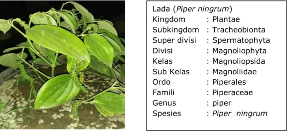 Gambar 1. Tanaman Lada (Piper ningrum) 