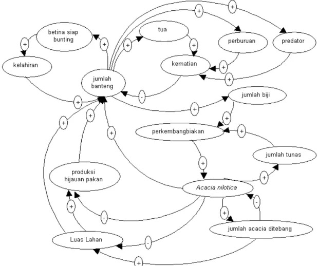Gambar 7. Diagram Hubungan Sebab Akibat (Causal Loop) antara Komponen dalam  Ekosistem Banteng di Padang Savana Bekol Taman Nasional Baluran  