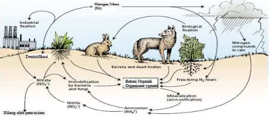 Gambar 1. Siklus nitrogen di alam (Taiz dan Zeiger, 2002)