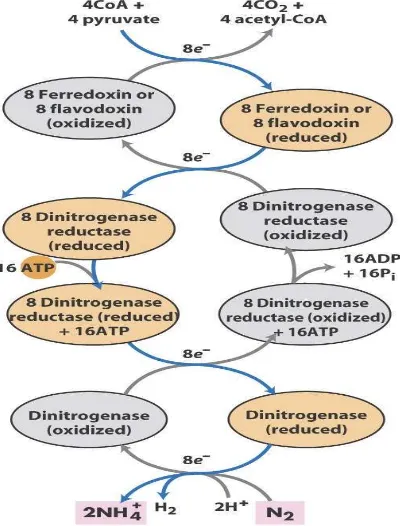 Tabel 2. Reaksi yang Dikatalisis oleh Enzim Nitrogenase (Taiz dan Zeiger, 2002)