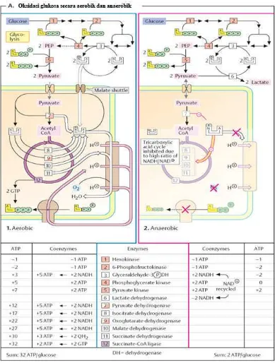Gambar 5. Skema Oksidasi Glukosa secara aerob dan anaerob (Koolman dan Roehm, 2005)