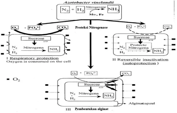 Gambar 6. Mekanisme proteksi enzim nitrgenase dari oksegen pada Azotobacter vinelandii
