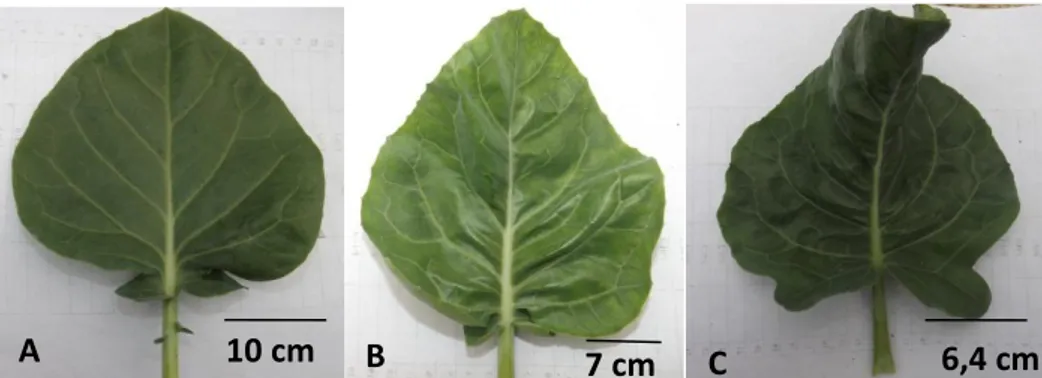 Gambar 2. Variasi gejala pada tanaman kailan terinfeksi TuMV; Daun yang sehat (A), mosaik ringan (B), dan  malformasi (C)