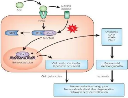 Gambar 1. Reaksi AGE dan RAGE dalam Patogenesis DN40