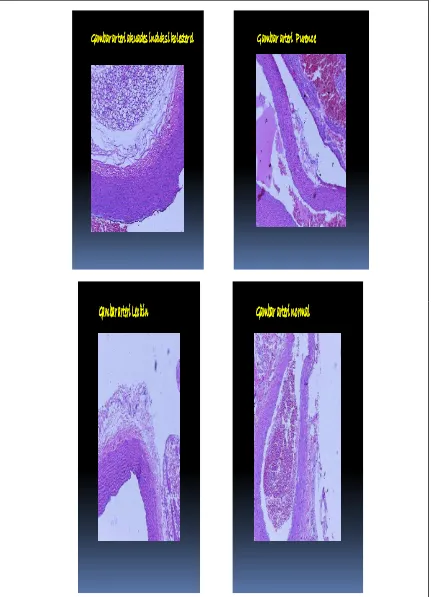 Gambar arteri  Purence