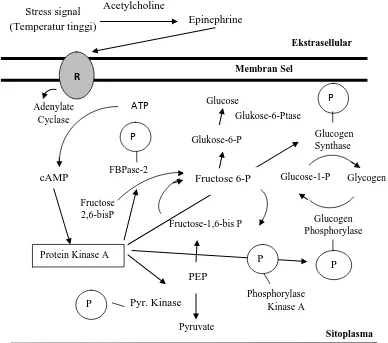Gambar 3.  Peranan Epinephrin dalam Menginduksi Reseptor Adenylate Cyclase untuk Mengaktifkan cAMP untuk Memproduksi Glukosa dalam Rangka Pemenuhan Energi sebagai Dampak Tekanan Stres 