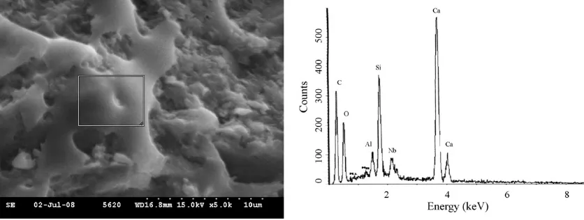 Fig. 6. SEM/EDX micrograph of OPC pastes after 56 days.
