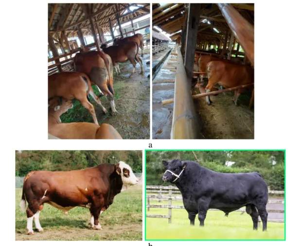 Gambar 1. Performans sapi-sapi eksotik dan sapi-sapi lokal : a. Sapi Bali (lokal),   b