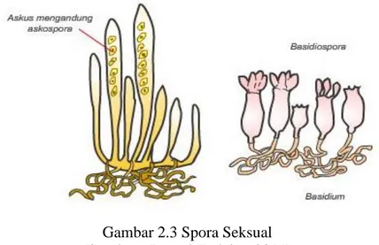 Gambar 2.3 Spora Seksual  (Sumber : Rumah Belajar, 2011) 