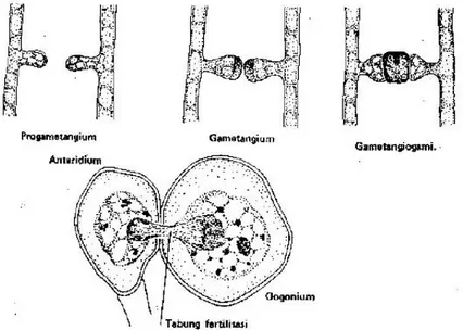 Gambar 4.4 Peristiwa gametangiogami pada jamur tingkat  rendah 