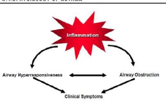 Gambar 2.1: Hubungan antara inflamasi, gejala klinis dan patofisisologi asma 