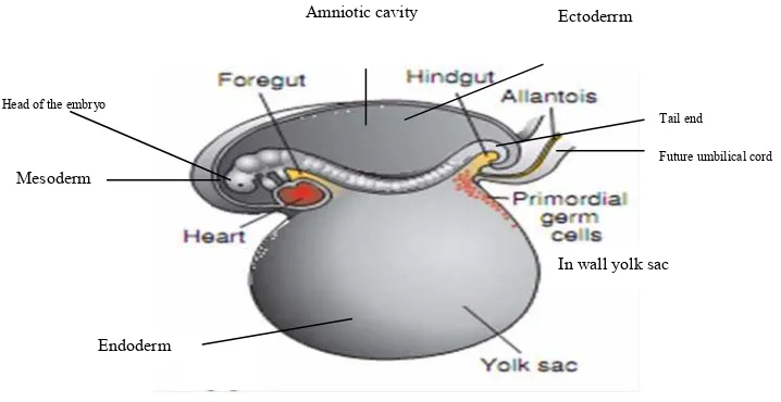 Gambar 1. Embrio pada akhir minggu ke tiga, menunjukkan primordial germ sel pada dinding yolk sac, yang mendekati perlekatan
