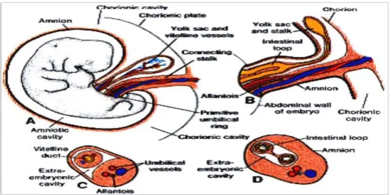 Gambar 2. Embriologi Tali  Pusat. Dikutip Dari : General Embriology The  