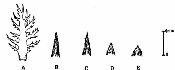 Figure 2. Leaf of crenate, caudate).density of stellate hairs on the lower surface; C