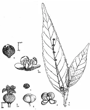 Figure 7. K. bantamense Hassk. A. twig with inflorescences; B. calyx of 