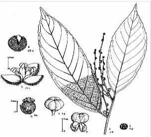 Figure 14. K. frutescens (Blume) Airy Shaw A. twig with inflorescences; B. calyx 