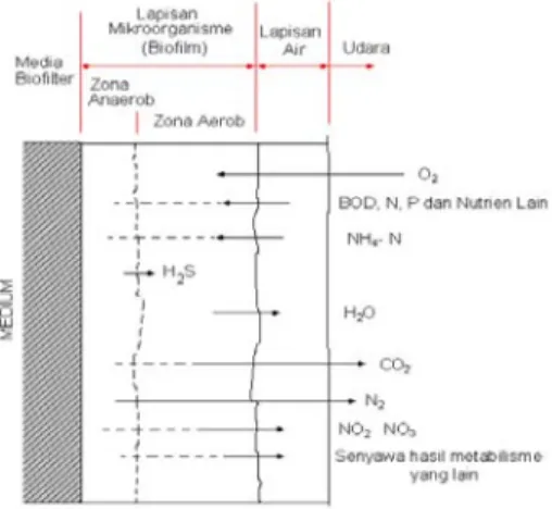 Gambar 1. Mekanisme proses metabolisme di dalam sistem biofilm (Arvin dan  Herrmoes, 1990 dalam Morel dan Diener,2006) 