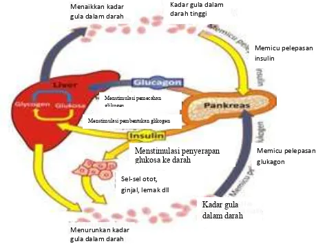 Gambar 2.1 Proses Glukoneogenesis 26