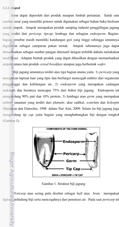 Gambar 1. Struktur biji jagung 