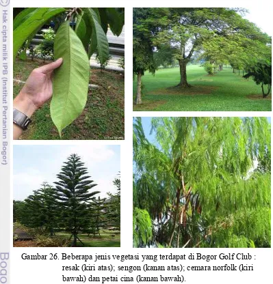 Gambar 26. Beberapa jenis vegetasi yang terdapat di Bogor Golf Club :  