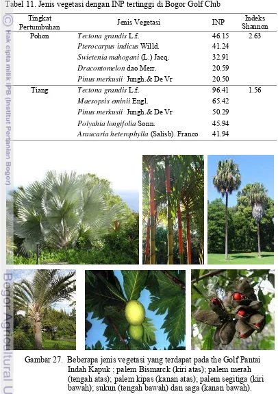 Tabel 11. Jenis vegetasi dengan INP tertinggi di Bogor Golf Club 