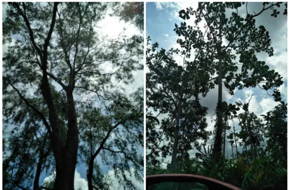 Gambar 2. Pohon tempat tidur bekantan jenis S. caseolaris (kiri) dan jenis F. crenulata (kanan)  S