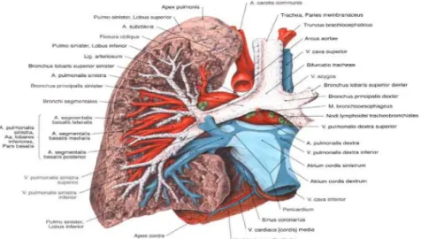 Gambar 2.1. Anatomi paru