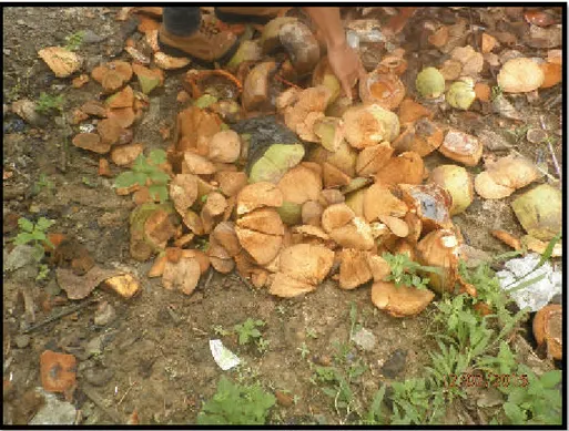 Gambar 1. Bahan baku limbah sabut dan tempurung kelapa muda 