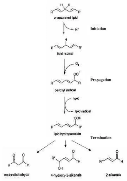 Gambar 1. Tiga fase reaksi berantai peroksidasi lipid.20 