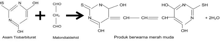 Gambar 2. Reaksi malondialdehid dengan asam tiobarbiturat.27