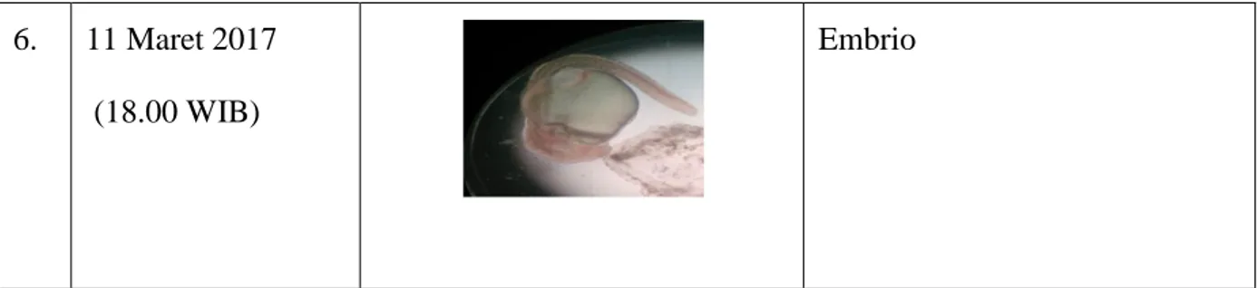 Tabel 4. Fase perkembangan Larva 