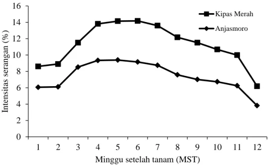 Gambar 1.  Perkembangan intensitas serangan hama S. litura pada tanaman kedelai  varietas Kipas Merah dan Anjasmoro 