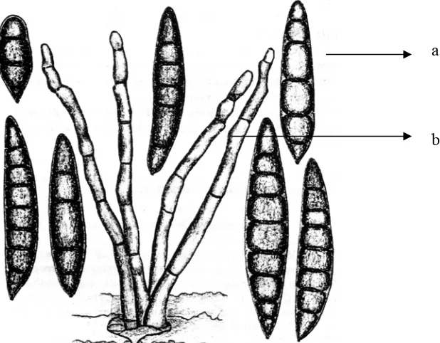 Gambar 1. Jamur  H. maydis Nisik, a : konidia, b : konidiofor Sumber : Shurtleff (1980) 