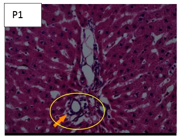 Gambar 5-8. Gambaran histopatologis ductus biliaris tikus wistar untuk tiap-tiap kelompok perlakuan 