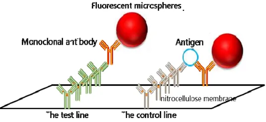 Figure 1. Strip detection principle of fluorometer 