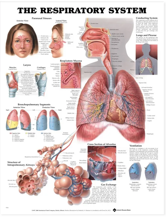 Gambar 1. Anatomi dan fisiologi sistem respirasi  (dikutip dari Anatomical Chart Company)