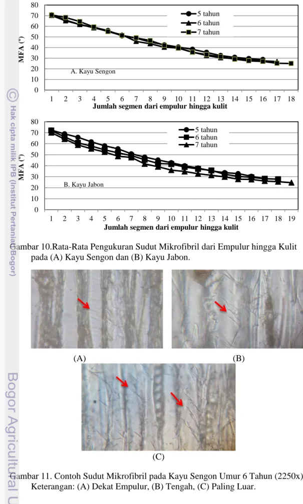 Gambar 11. Contoh Sudut Mikrofibril pada Kayu Sengon Umur 6 Tahun (2250x).  Keterangan: (A) Dekat Empulur, (B) Tengah, (C) Paling Luar