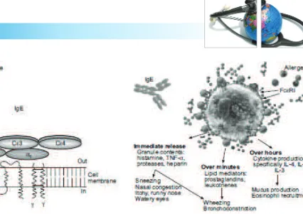 Gambar 4. Proses pengikatan IgE pada reseptor FcεRI dengan afinitas tinggi pada sel-sel efektor seperti sel mastosit dan basofil.6
