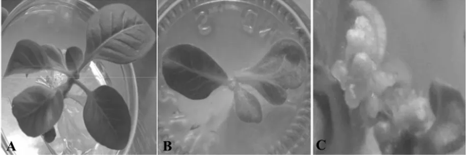Gambar 2. Morfologi kultur planlet tembakau setelah transformasi genetik. Panel A, B dan C masing-masing    adalah  planlet   kontrol non-trangenik,  transgenik umur  2,5  bulan   dengan  helai  daun  terbelah    (perubahan ringan), dan struktur mirip kunc