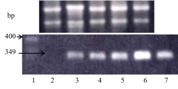 Gambar 3. Hasil RT-PCR spesifik TcAP1 dengan RNA total  daun  planlet tembakau. Lajur 1, 2 dan 7 adalah                    penanda bobot molekul  control   negatif   planlet non-transgenik, dan  kontrol positif rekombinan                    35S-TcAP1