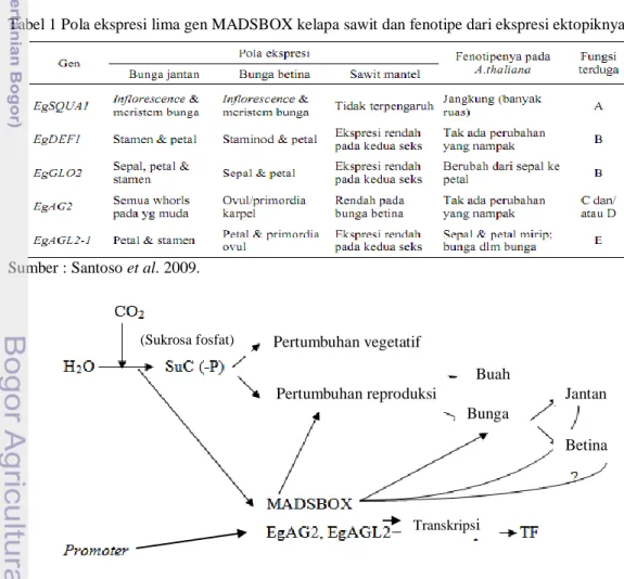 Tabel 1 Pola ekspresi lima gen MADSBOX kelapa sawit dan fenotipe dari ekspresi ektopiknya 