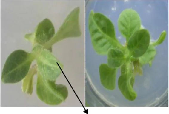 Gambar  12  Morfologi  tanaman  tembakau  hasil  transformasi  promoter  EgAG2  (kiri)  dan  kontrol  (kanan)