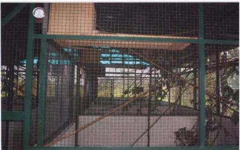 Gambar 2. Kandang Tarsius bancanus di Penangkaran LIPI, Cibinong   Pengamatan Aktivitas 