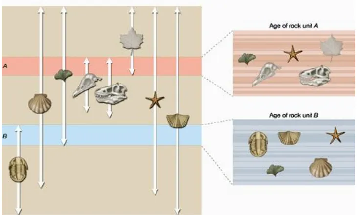 Gambar 9-4  Gambar kiri memperlihatkan sebaran berbagai jenis fosil dengan interval waktu yang bersifat diskrit dan gambar kanan adalah kumpulan fosil yang terdapat dalam lapisan A dan lapisan  B
