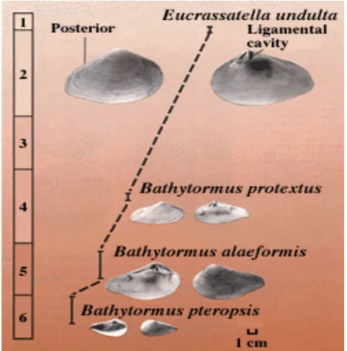 Gambar 9-7 Perkembangan fosil yang memerlihatkan hubungan fosil asal dengan fosil turunannya (ancestor-descendant) pada tingkat spesies