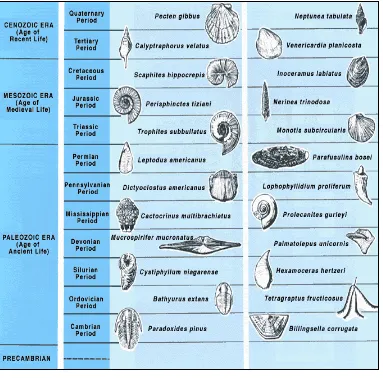 Gambar 9-2   Contoh Fosil Indek yang dipakai sebagai kunci pada skala waktu geologi relatif, bentuk bentuk kehidupan yang hadir selama periode waktu geologi yang terbatas yang dipakai sebagai pedoman dalam penentuan umur batuan dimana fosil tersebut terawe